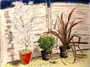 Cherry blossom by the fence